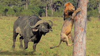 10 Craziest Animal Fights Ever Caught on Camera