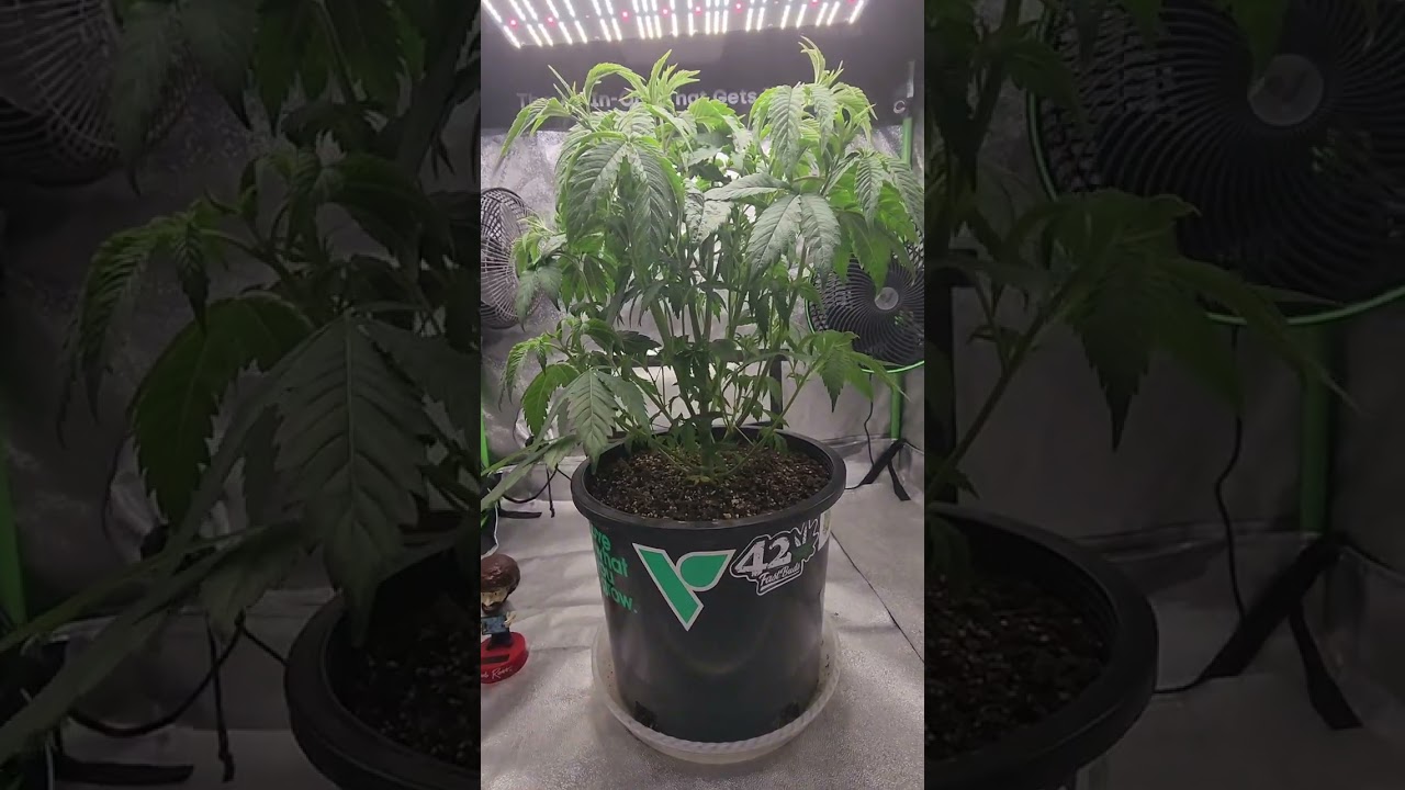 The Queen S1 Day 48 Defoliation
