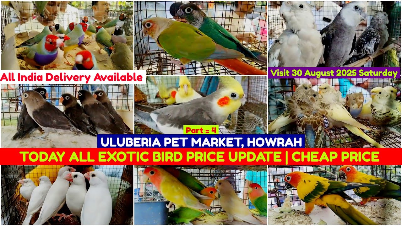 Uluberia Pet Market || Uluberia Bird Market Bird Price | 30/08/2025 || Recent All Exotic Bird Price