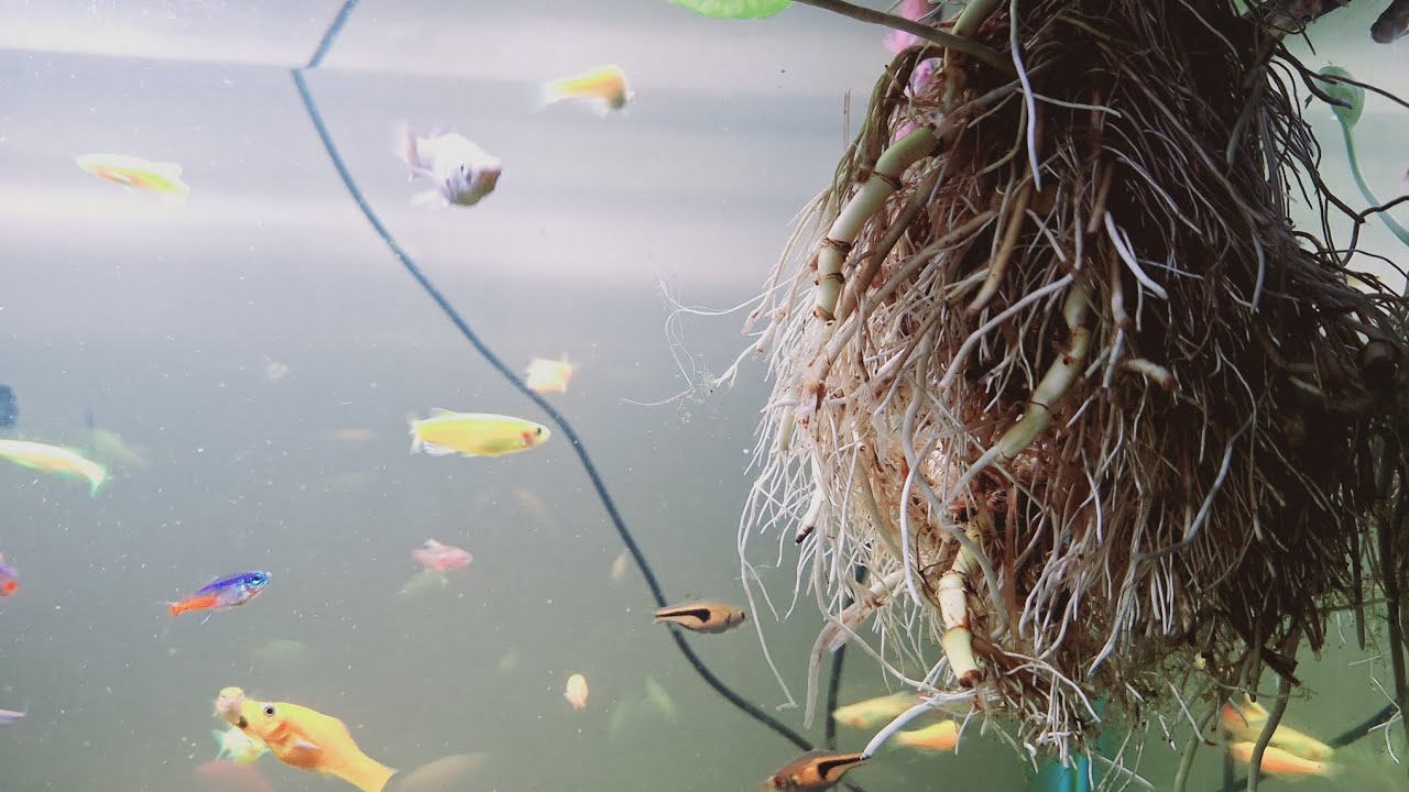 "Money Plant Aquarium Hack: Boosting Fish Health & Breeding"