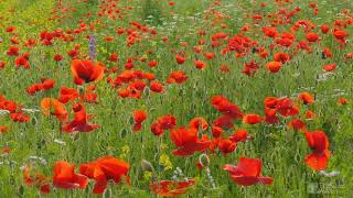 Poppy Flowers Field Birdsong Relaxing Nature Sounds Birds Singing in Meadow