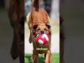 Un perro no solo juega…cuando corre y mueve la cola, está sintiendo alegría pura. #viral #reels