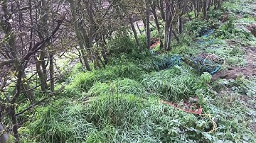 Ferreting rabbits part 7 little dig 🐰