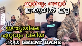 ALL ABOUT THE GENTLE GIANTS | THE GREAT DANE | TALLEST GREAT DANE IN INDIA| RADAN’s GREAT DANES|