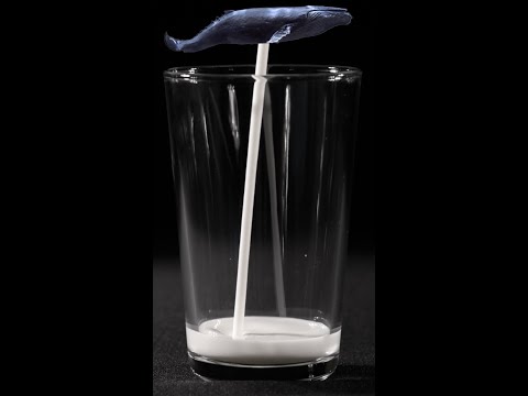 Why Can T Humans Drink Whale S Milk 