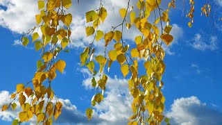 Осіння казка про берізку – аудіоказка для дітей