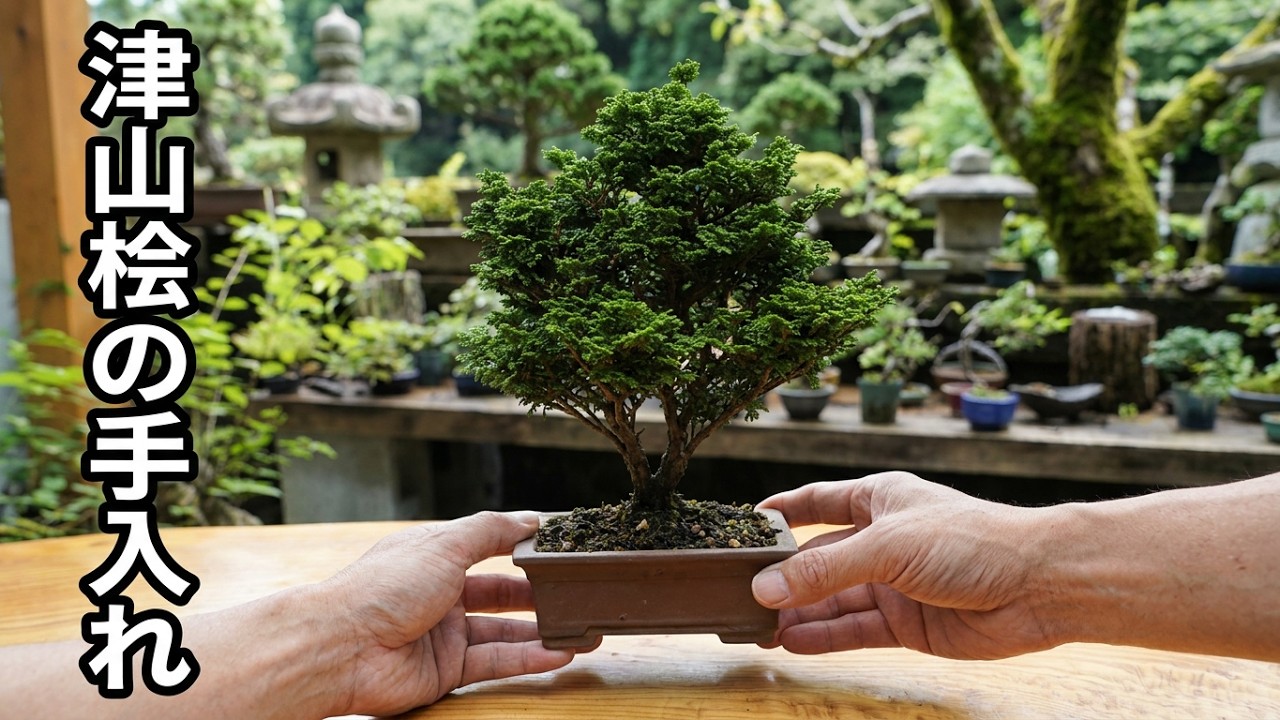 津山桧の剪定 ♯756