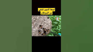 لسعة الدبور تساعد على الشفاء من السرطان وفق دراسة بريطانية حديثة 