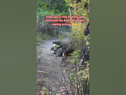Today got a step moment and witnessed the Komodo dragon mating process