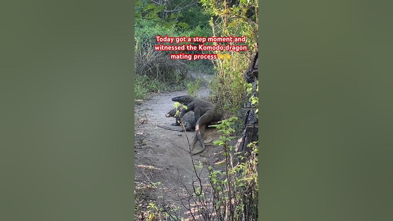Today got a step moment and witnessed the Komodo dragon mating process