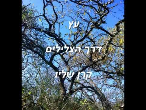 וִידֵאוֹ: לשתול ולהשאיר אדמוניות עץ