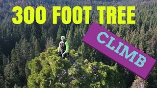 Amazing Giant Sequoia Climb