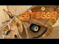 HOW TO GET EGGS FROM A SILK MOTH