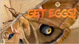 HOW TO GET EGGS FROM A SILK MOTH