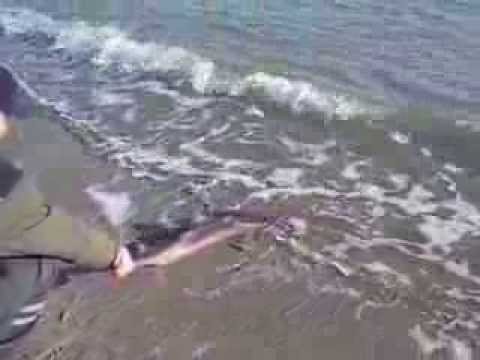 Video: Există Rechini în Marea Neagră?