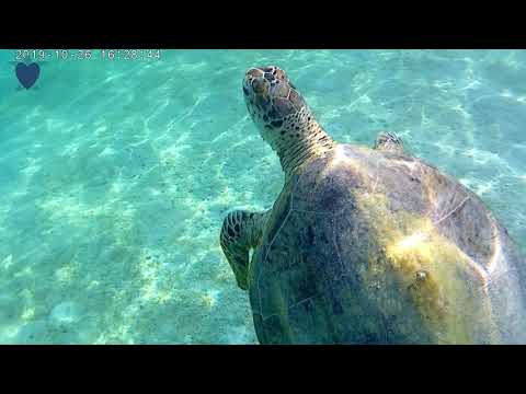 Video: Dřez Nebo Plavání: Mohou želvy Plavat?