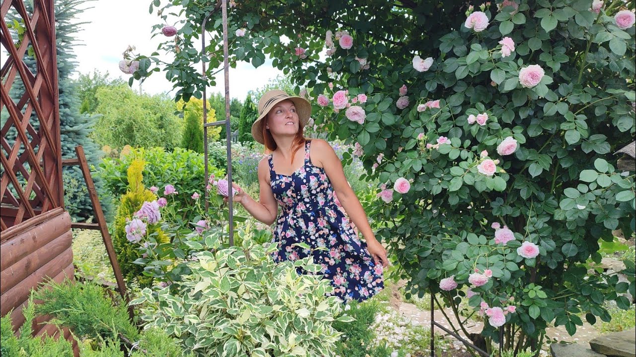 Цветение роз. Садовые заботы. Пестрые розы и еще много всего интересного 😉