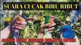 SUARA CUCAK BIRU RIBUT // TERBARU 2021 yang paling #AMPUH pikat burung besar