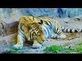 Maharajah Jungle Trek (Walk-Through) Disney World's Animal Kingdom