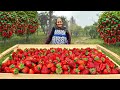 Harvested organic strawberries making jam cake and drink in a faraway village