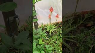 Blue Elf Aloe