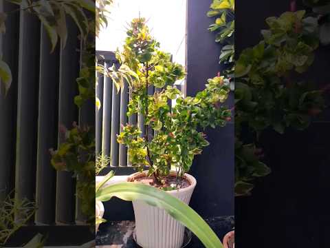 Video: Acalypha-koperplantinligting - wenke oor die kweek van koperblaarplante