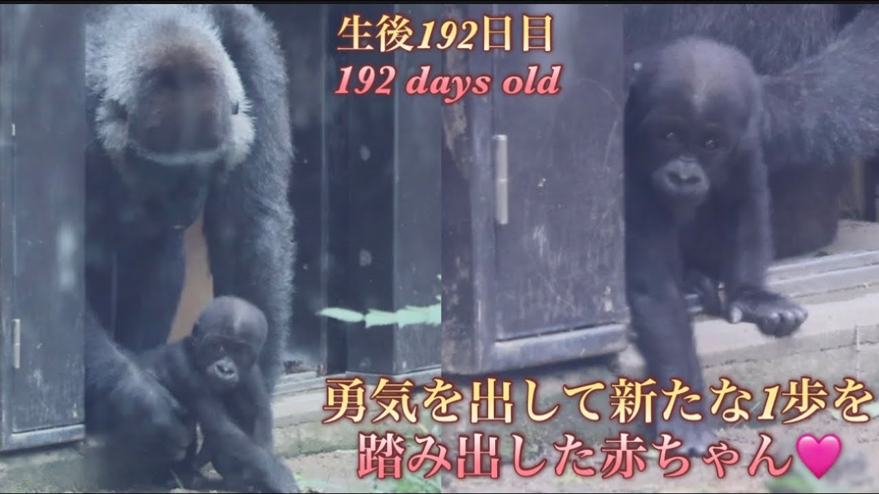 Gorilla⭐️ At 192 days old, baby Santaro has taken his first