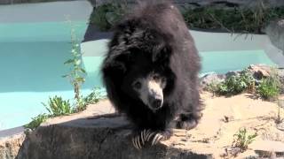 今日はないの？動き始めるゴマキ~ Sloth Bear