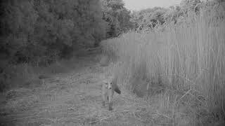 Piège photo : un ragondin attaque un renard - (chevreuils, perdrix, lièvre,...) - Full HD