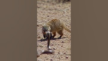 "Mongoose vs Cobra! | Epic Fight for Survival"