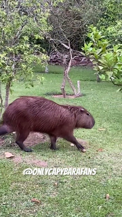 <3 Clara the Capybara  Capivara, Capivaras, Capivara desenho