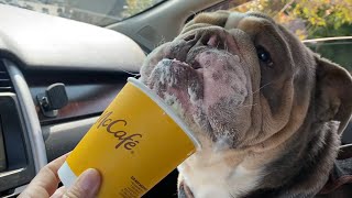 Tua’s Trip To McDonald’s For A “Pup Cup”