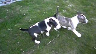 Bull Terriër pups op video, nu te koop bij Het Hezehof by Mario 3,076 views 13 years ago 40 seconds