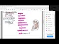 functional anatomy of kidney