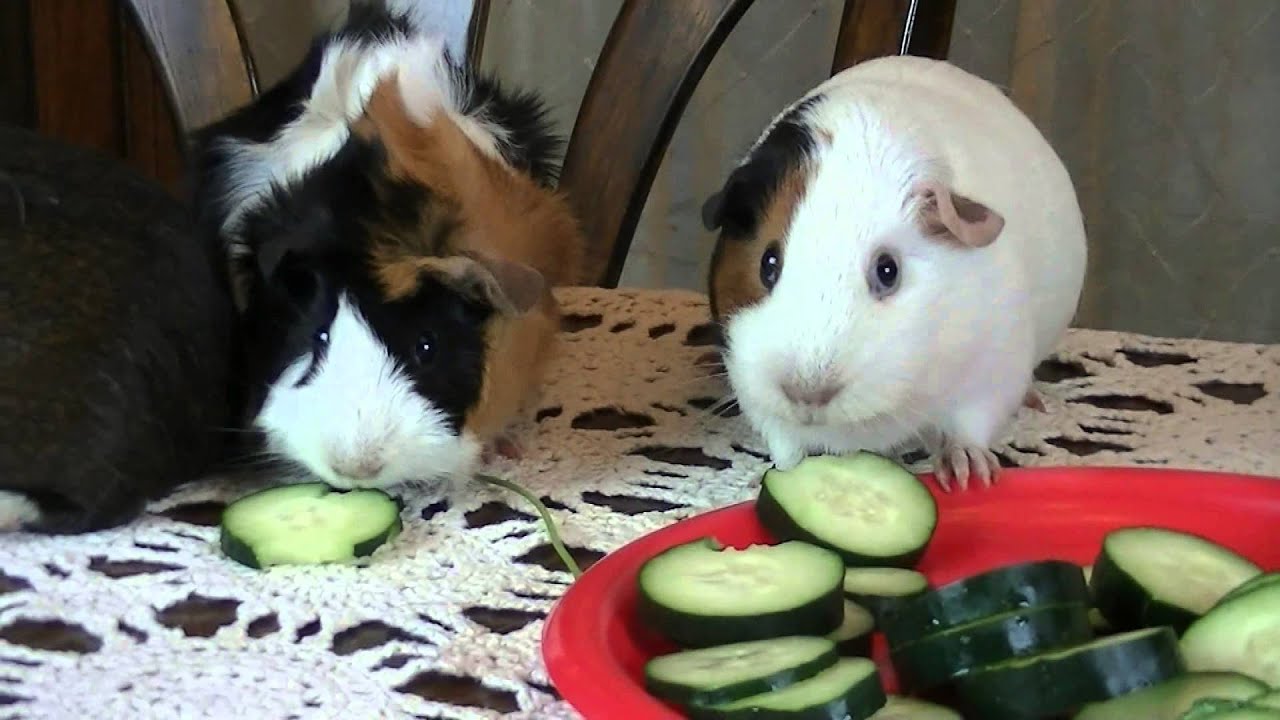 Thanksgiving Dinner With My Guinea Pigs 2015 YouTube