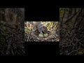Fearless Blue Jay Defends Her Babies From a Squirrel #wildlifedocumentary#AnimalsurvivalStory