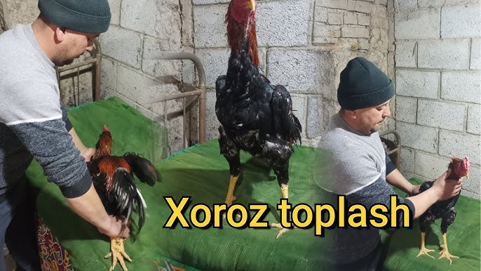 Porno hamshiralar harbiy komissiyasi