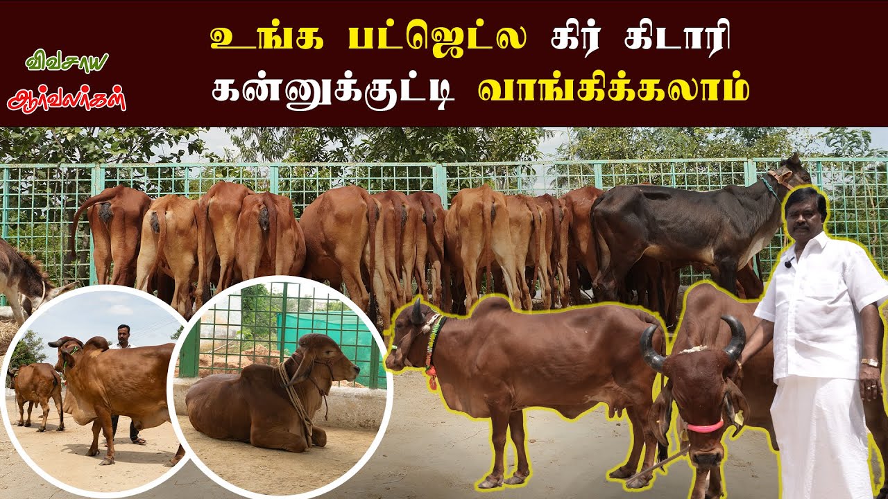 கிர் கிடாரி கன்றுகள்|அரவிந் கோசலை கெலமங்கலம் #cow #vivasayaarvalargal #gir