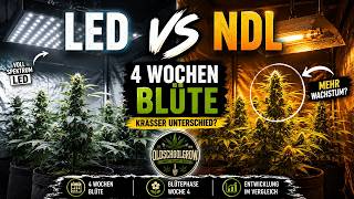 Led im Vergleich zu NDL Beleuchtung wird immer Spannender. Aber wieso ist das so?