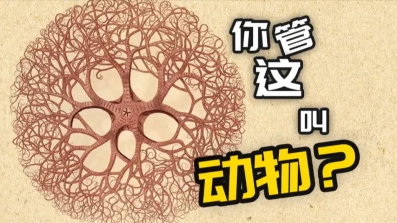 【鬼谷说】海星亚门：暴走的五角星