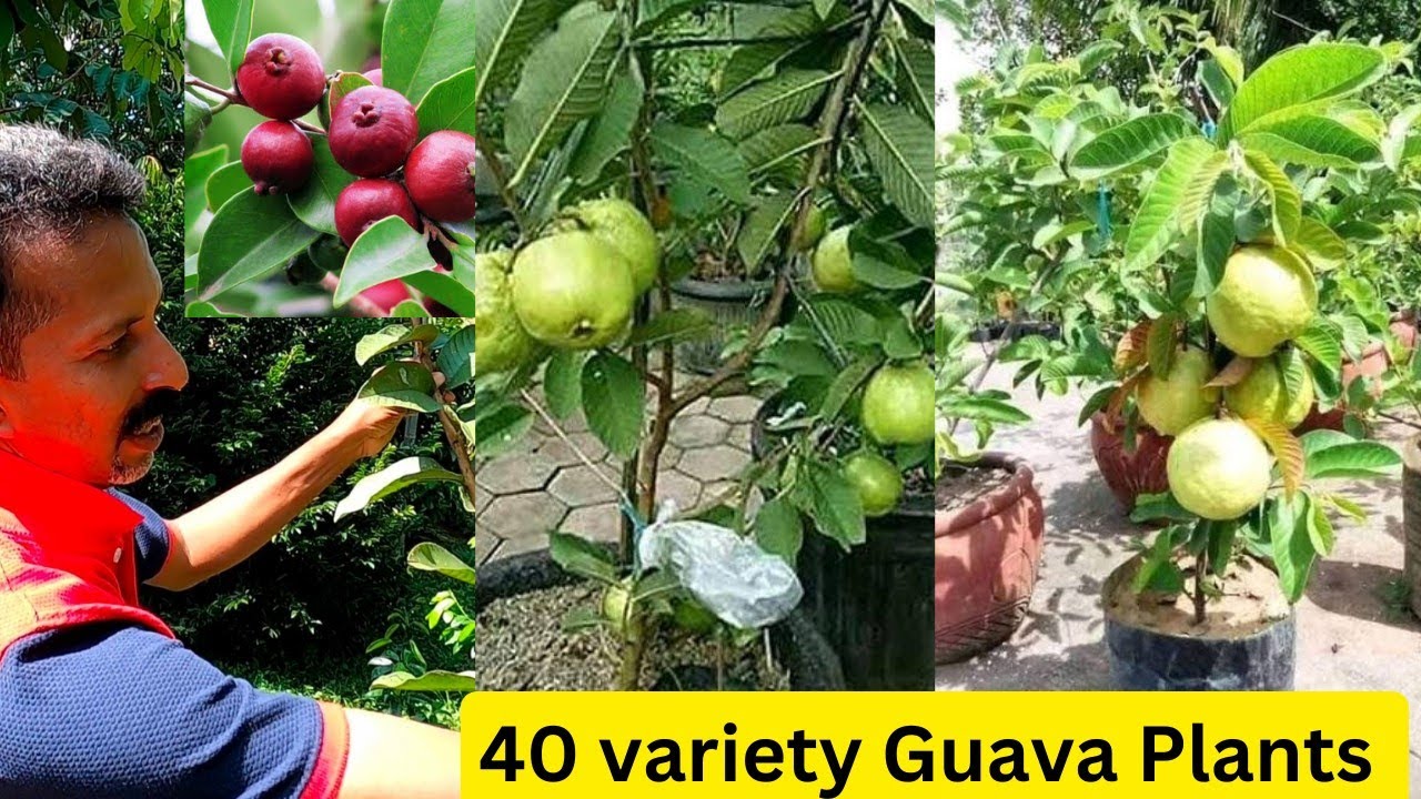 40 ൽ അധികം വെറൈറ്റി പേര,കായ്ച്ചു നിൽക്കുന്ന തൈകൾ വാങ്ങാം|Guava plant Nursery