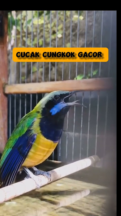 Cucak Cungkok Isian Gereja #cucakcungkokgacorjernih