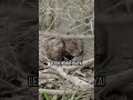 Berang-Berang Bisa Bantu Atasi Emisi Karbon #shorts