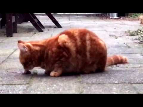 Cat eats mouse. Completely.