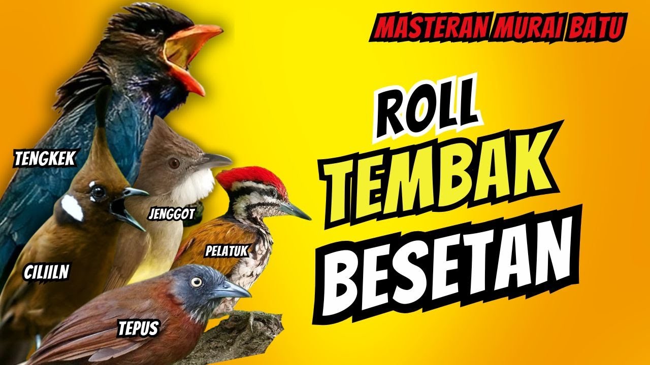 Masteran Murai Batu Full Isian Tembakan Materi Mewah Untuk Burung Lomba