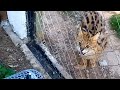 SERVAL agressive hiss and fight sound recording - Big cat