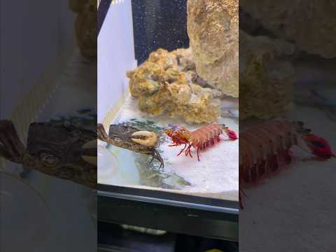 Mantis Shrimp Can T Dropped This Crab