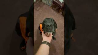 Bear is ready to explore some abandoned mines!