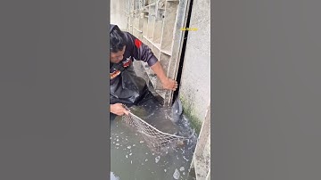 Cá Lớn - Rô Phi Khủng mắc kẹt p2 😱 #khacthuyvlogg