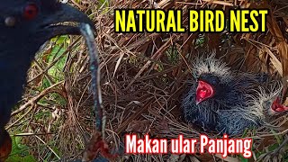 RAKUS ‼️ SEGALA JENIS MAKANAN DI BERIKAN UNTUK ANAK BURUNG BUBUT